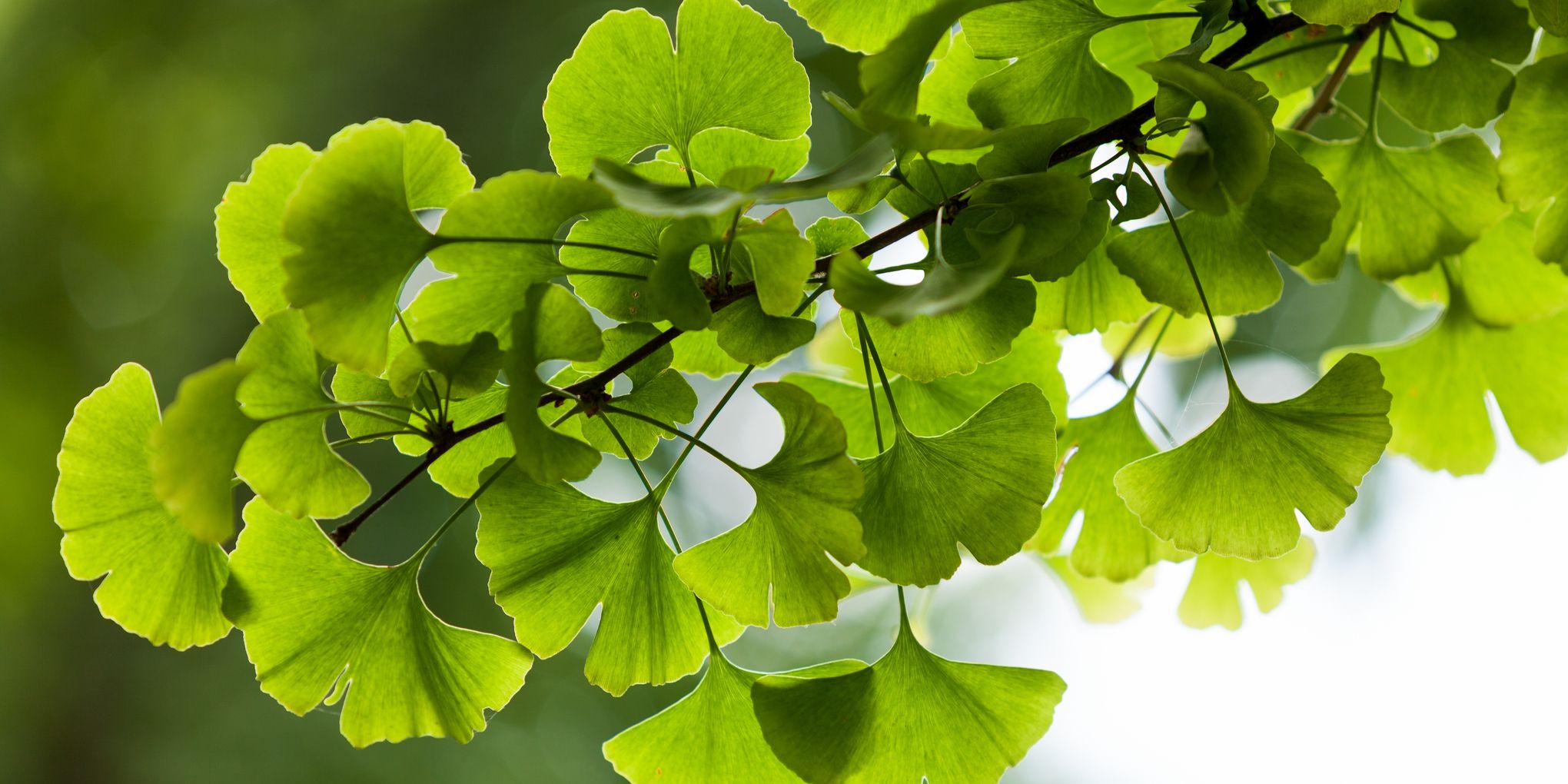 GINKGO LEAF 60mg – Elit NUTRITION