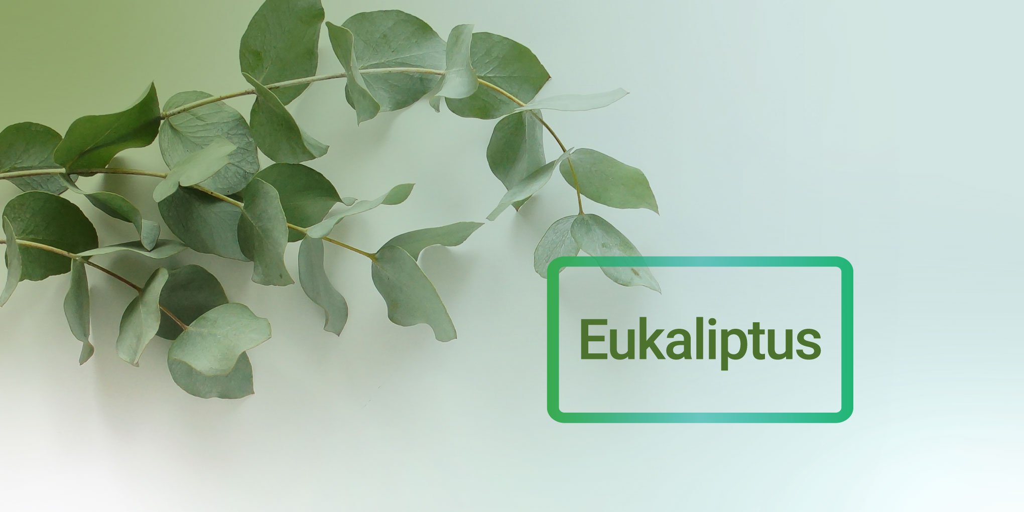 Eukaliptus