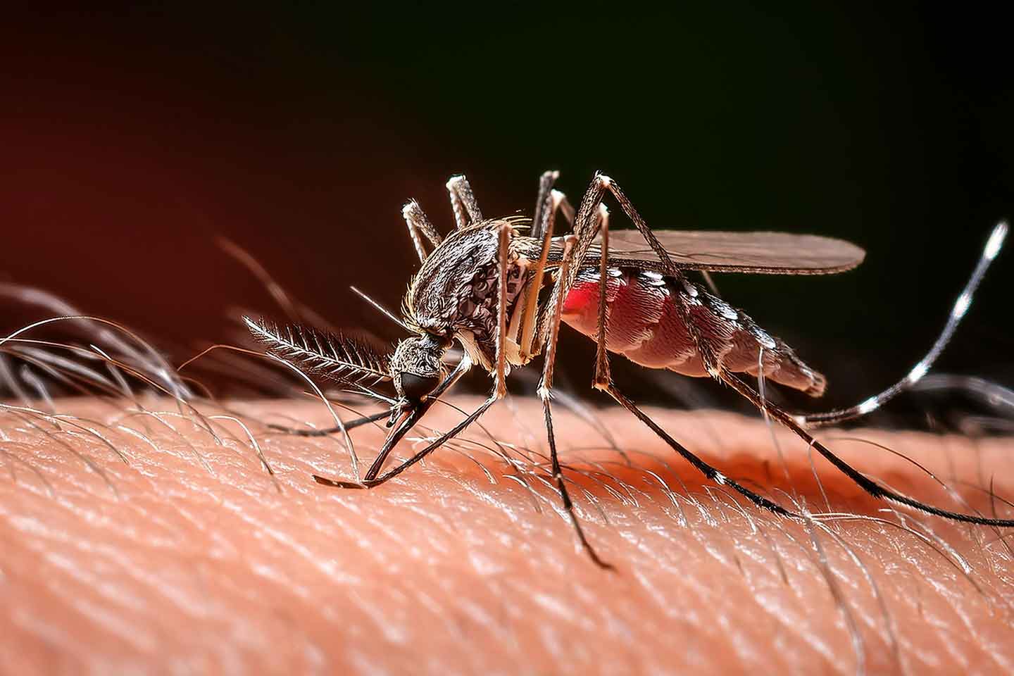 Komarac na koži siše krv