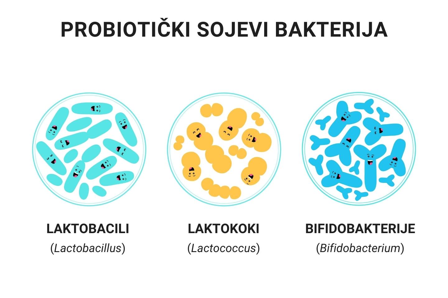 Ilustrativni prikaz probiotičkih sojeva bakterija.