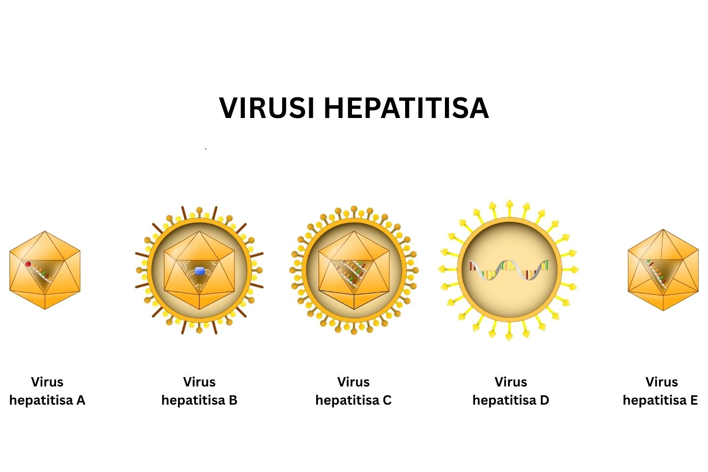 Prikaz strukture virusa hepatitisa A, B, C, D i E..