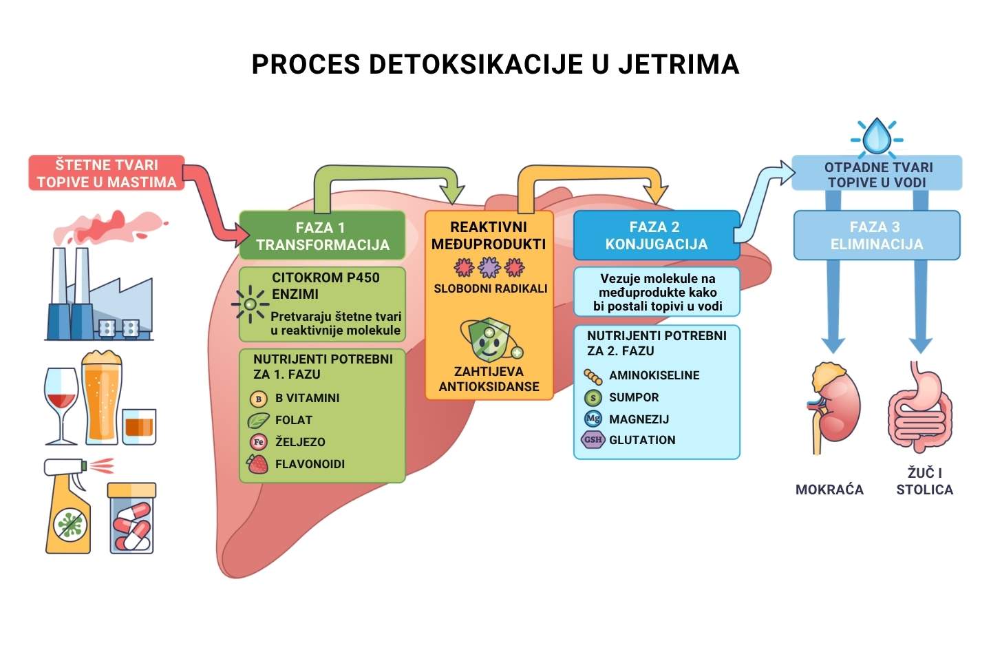 Grafički prikaz procesa detoksikacije u jetrima.