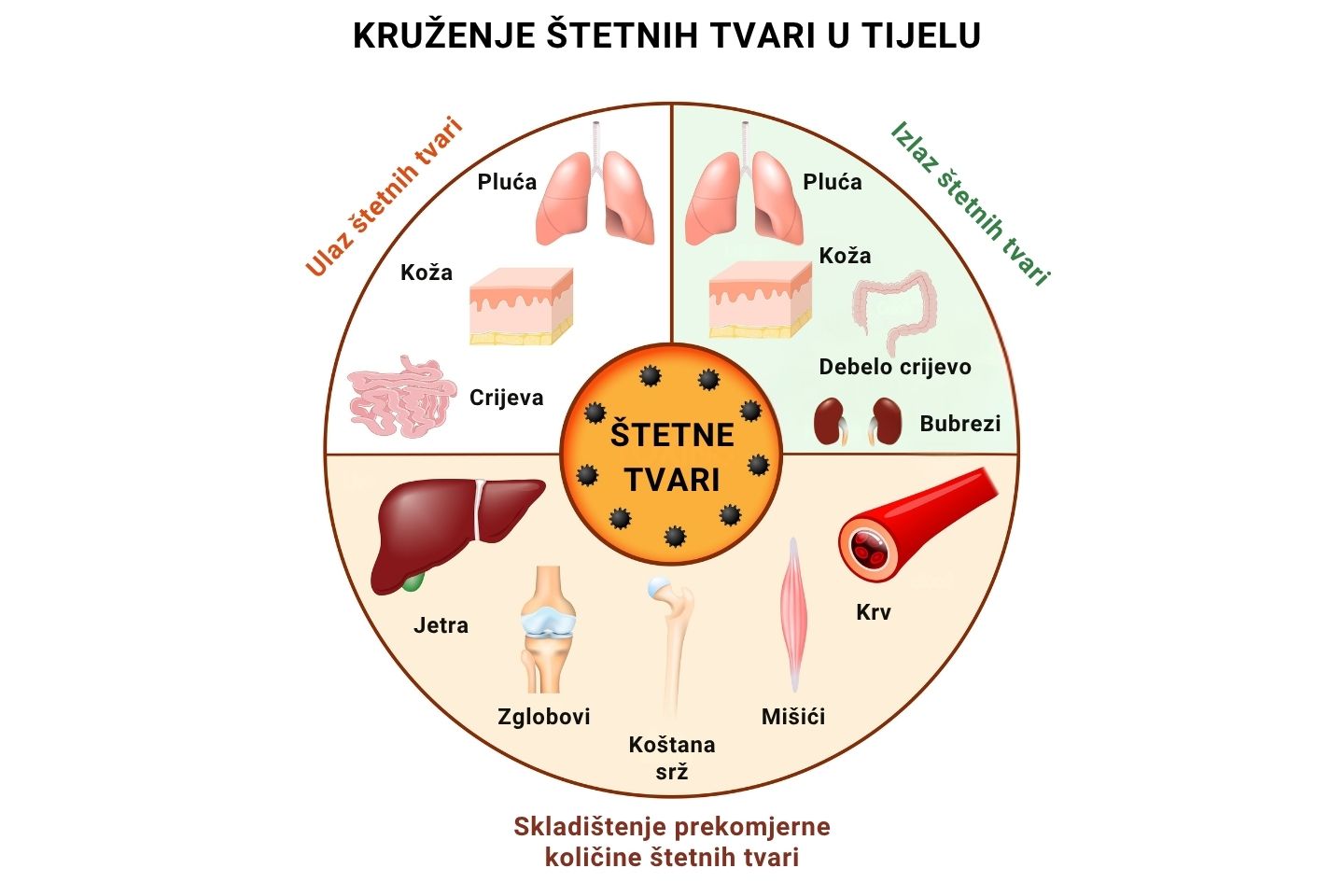 Grafički prikaz kruženja štetnih tvari u tijelu - mjesta ulaska, izlaska i skladištenja prekomjerne količine.