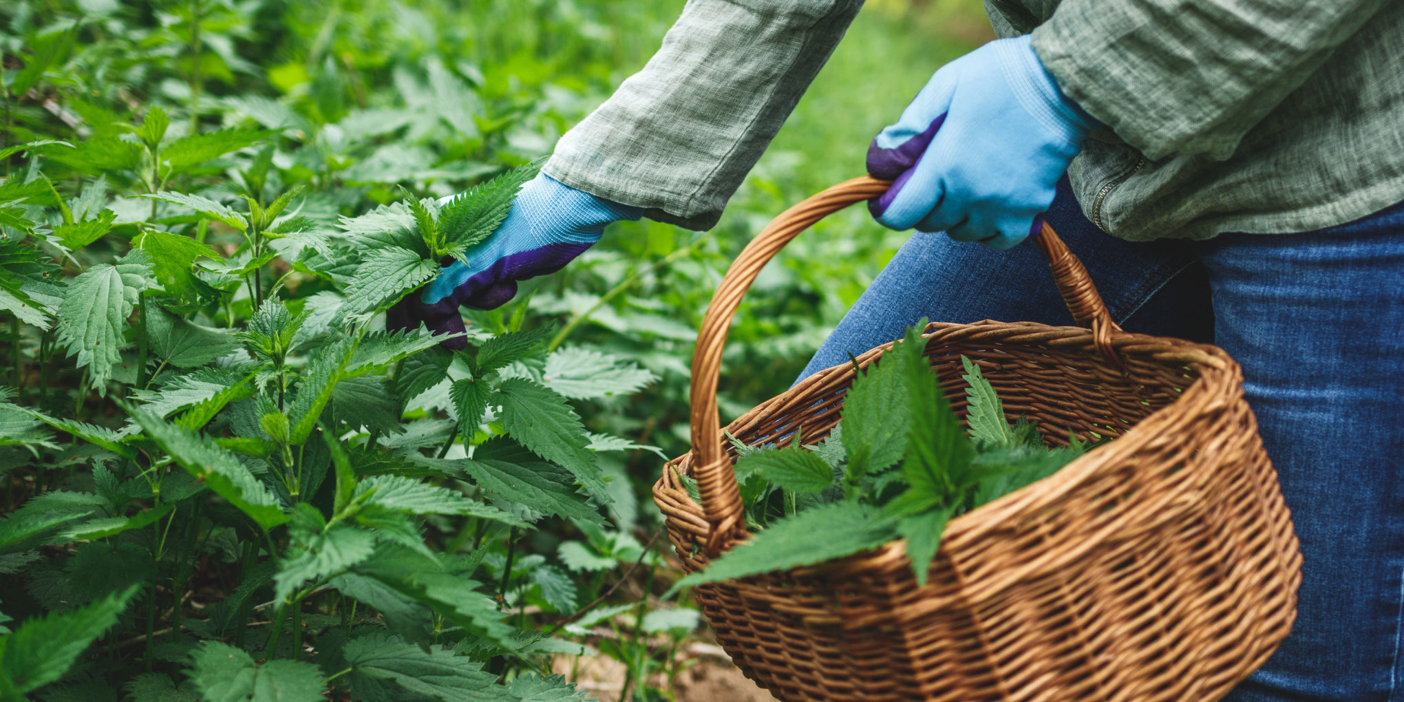 Kopriva ljekovita, jestiva i zdrava